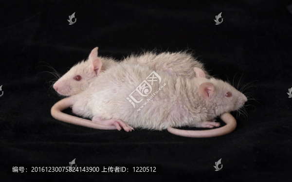 小白鼠