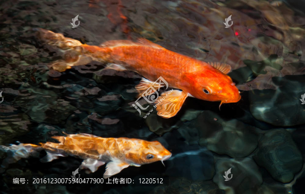 錦鯉