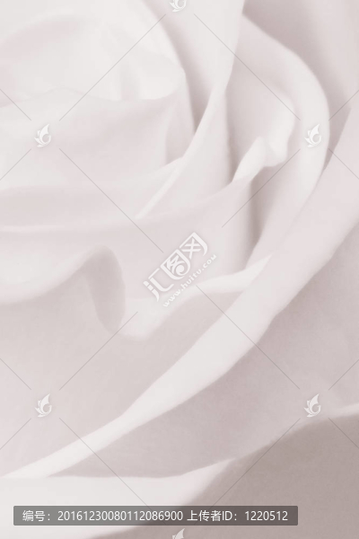 白玫瑰特寫