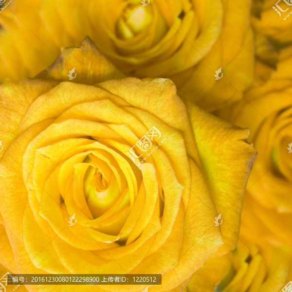 玫瑰花束