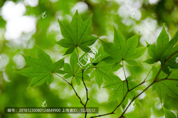 綠楓葉背景