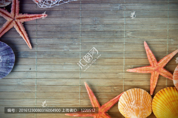 貝殼海星框架