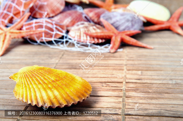 貝殼和海星