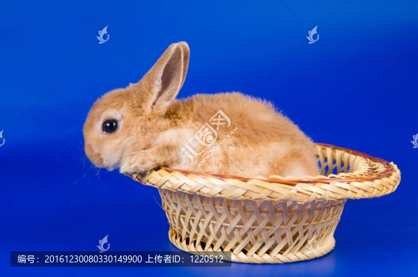 小兔子