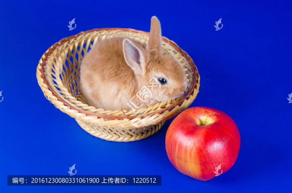 小兔子