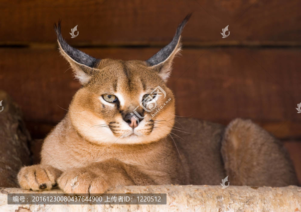 猞猁