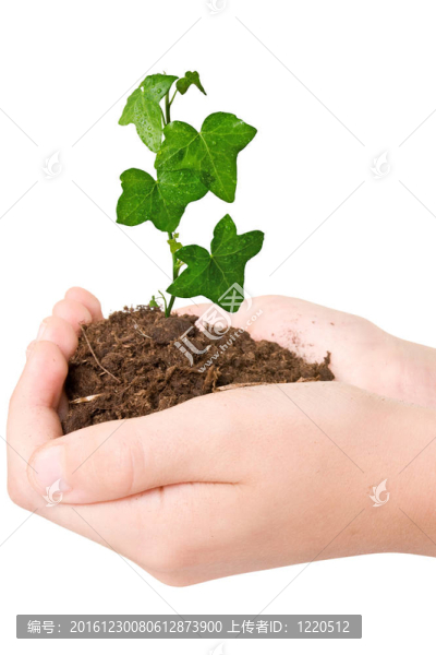 手中綠色植物