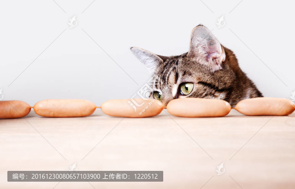 貓和香腸