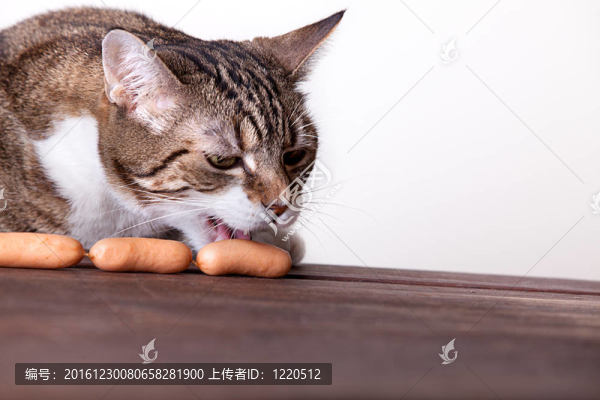 貓和香腸