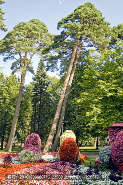 美麗的松林公園