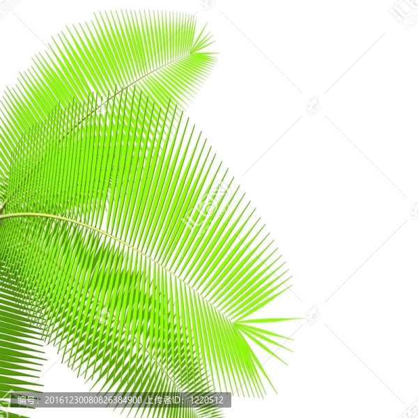 棕櫚枝
