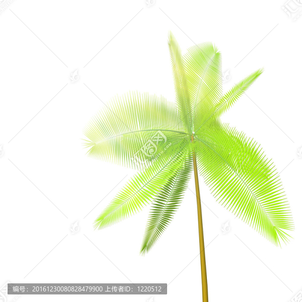 棕櫚枝