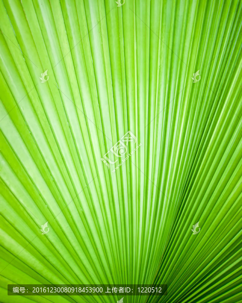 抽象樹葉意象