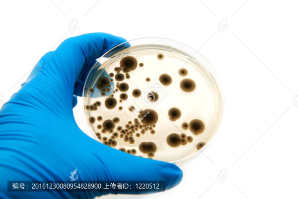 真菌微生物板