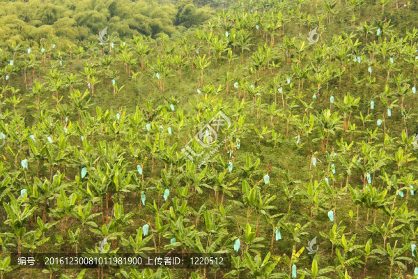香蕉單作