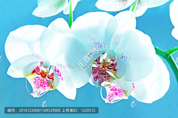 白蘭花