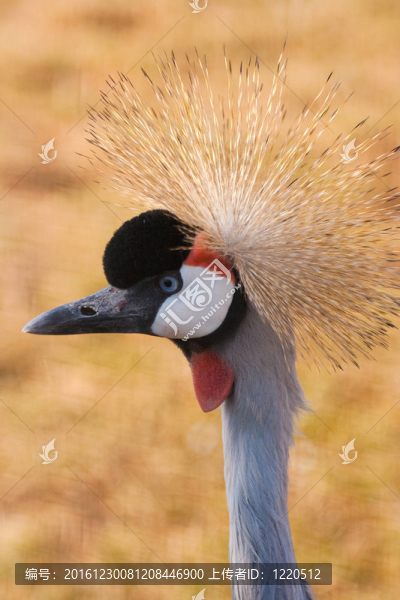 丹頂鶴（Balerica,pavonina）
