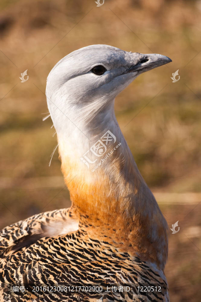 大鴇-匯圖網(wǎng) www.fosd68.com 大鴇