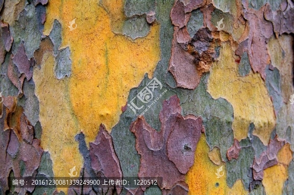 皮質(zhì)