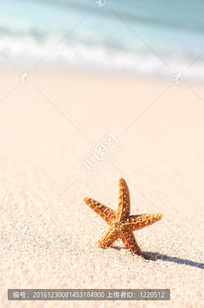 海星在休假