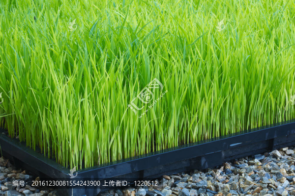 6日生青水稻
