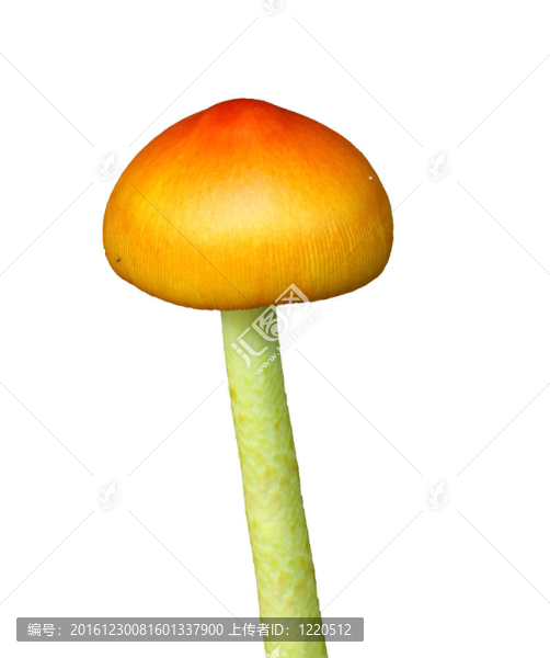 一個紐利出現(xiàn)和不斷增長的Amanita,Jacksonii的可食用的蘑菇，孤立在白色房間為您的文本。