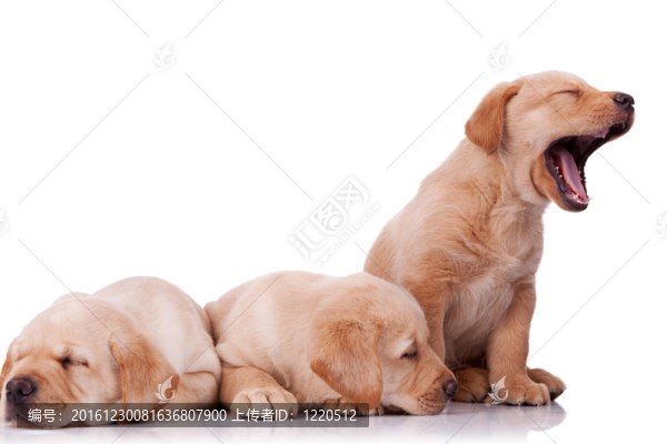 小拉布拉多幼犬
