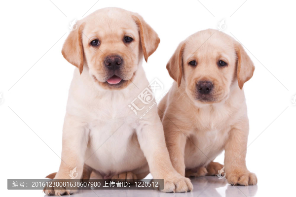 小拉布拉多獵犬的小狗喘氣