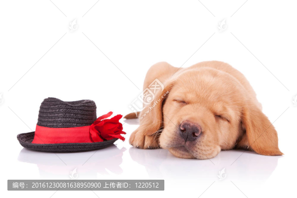 累了小秀狗