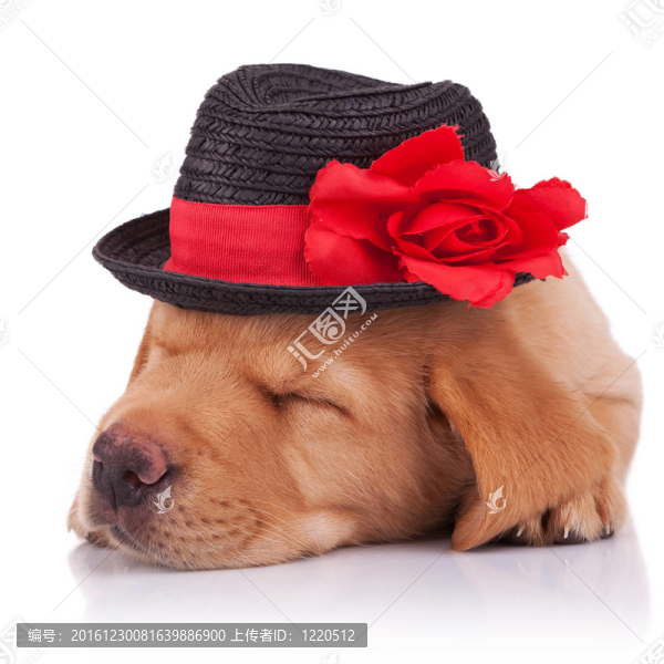 拉布拉多獵犬小狗睡覺