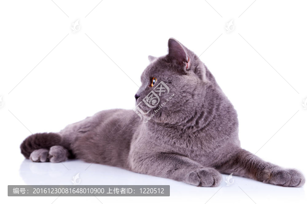 一只大英國(guó)貓的側(cè)面