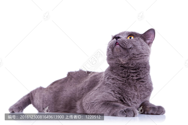 大英國(guó)貓?zhí)ь^