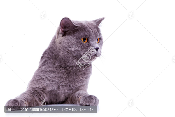 好奇的大英國(guó)貓