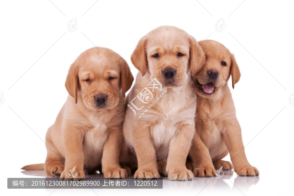 三個(gè)可愛(ài)的小拉布拉多犬