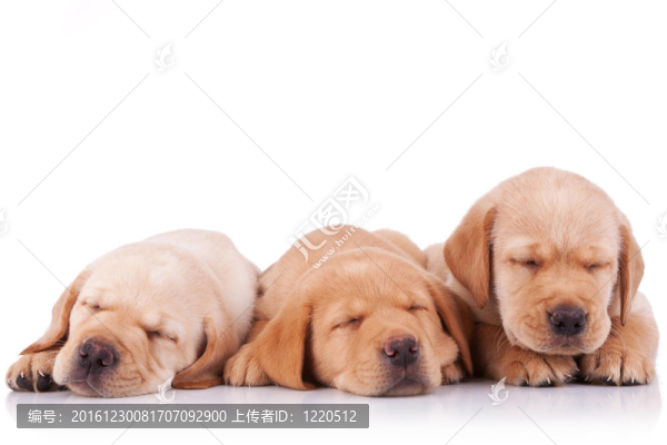 小拉布拉多幼犬睡覺(jué)