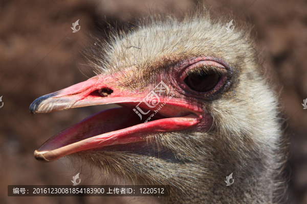 鴕鳥特寫