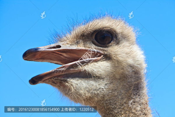 鴕鳥特寫