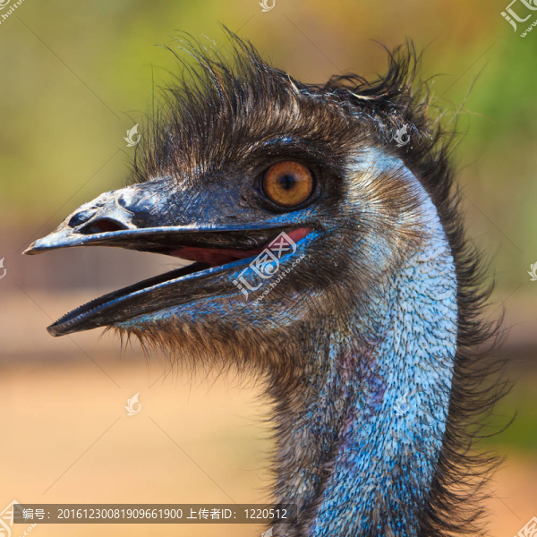 鴕鳥特寫