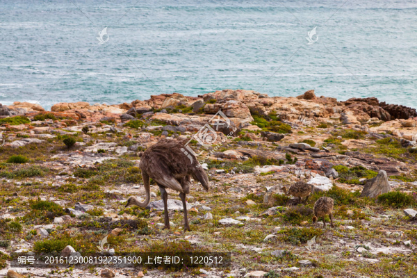 鴕鳥與青少年走在海邊