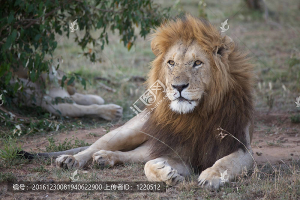 非洲獅（Panthera,leo）
