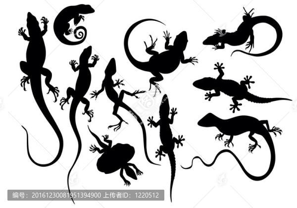 Lizard,black的剪影
