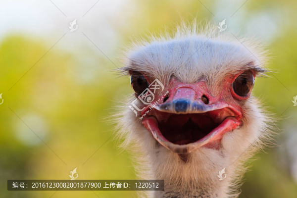 鴕鳥特寫