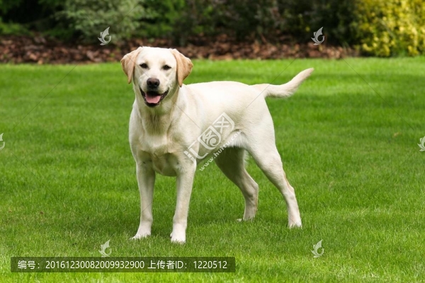 黃色拉布拉多獵犬