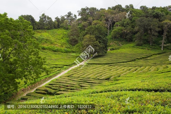 茶田
