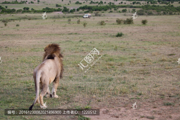 非洲獅（Panthera,leo）