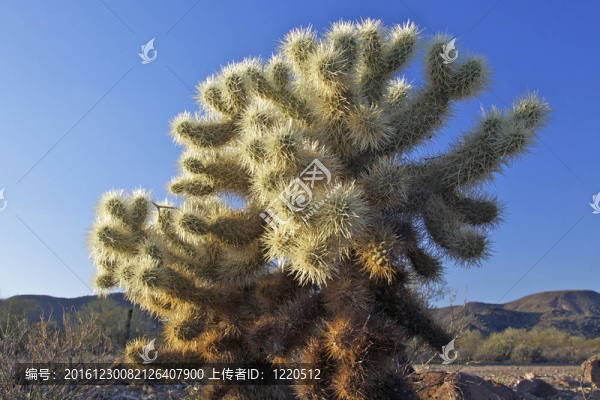 跳躍的Cholla,Cactus