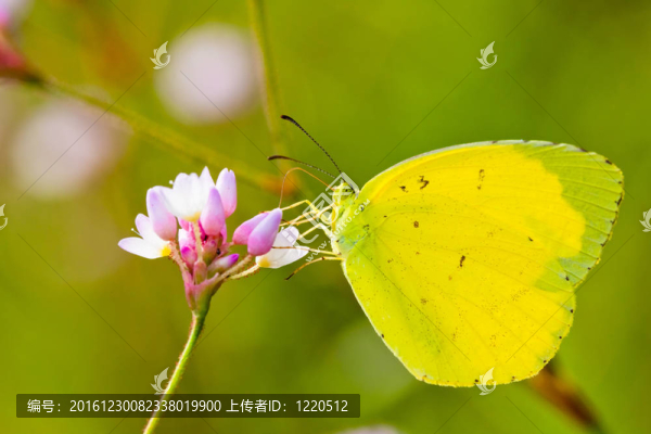 蝴蝶
