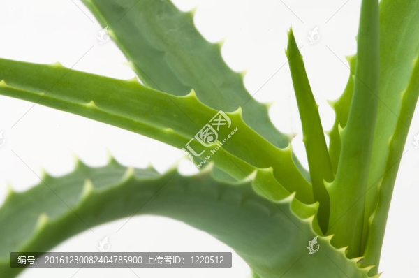 蘆薈