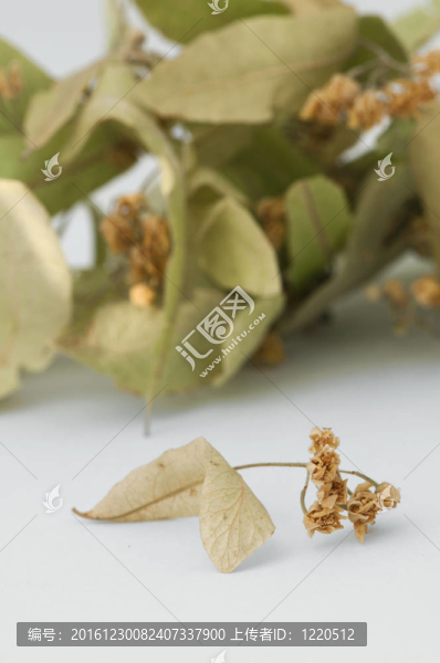 干萊姆花