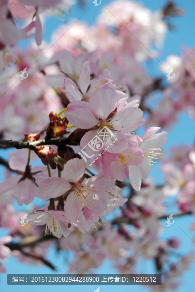 櫻花